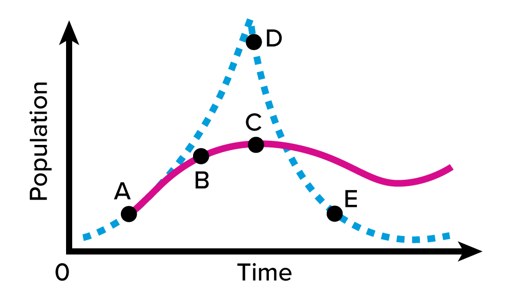 <p>Refer to the lettered points of the curves plotted on this graph. The curves show two possible patterns of change in population size over time for a certain species of a small mammal in an ecosystem. At which lettered point do you see the population decreasing at greatest rate?</p><p>A B C D</p>