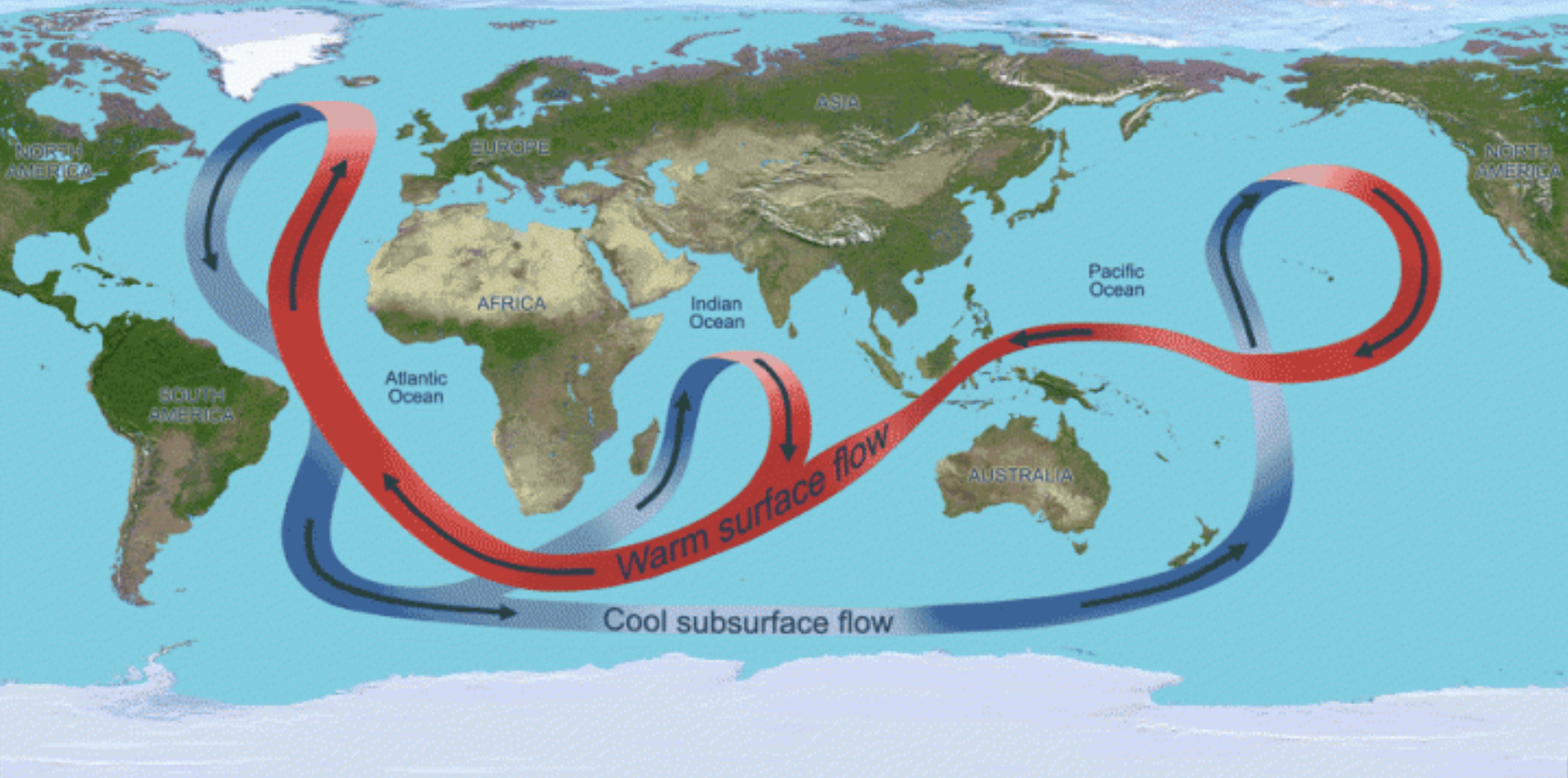 <p>The global conveyor belt of ocean currents driven by temperature and salinity differences, playing a crucial role in regulating climate and distributing heat across the oceans. </p>