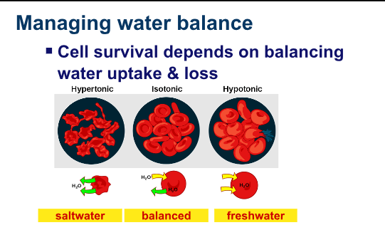 <p>Hypotonic cells have:</p>