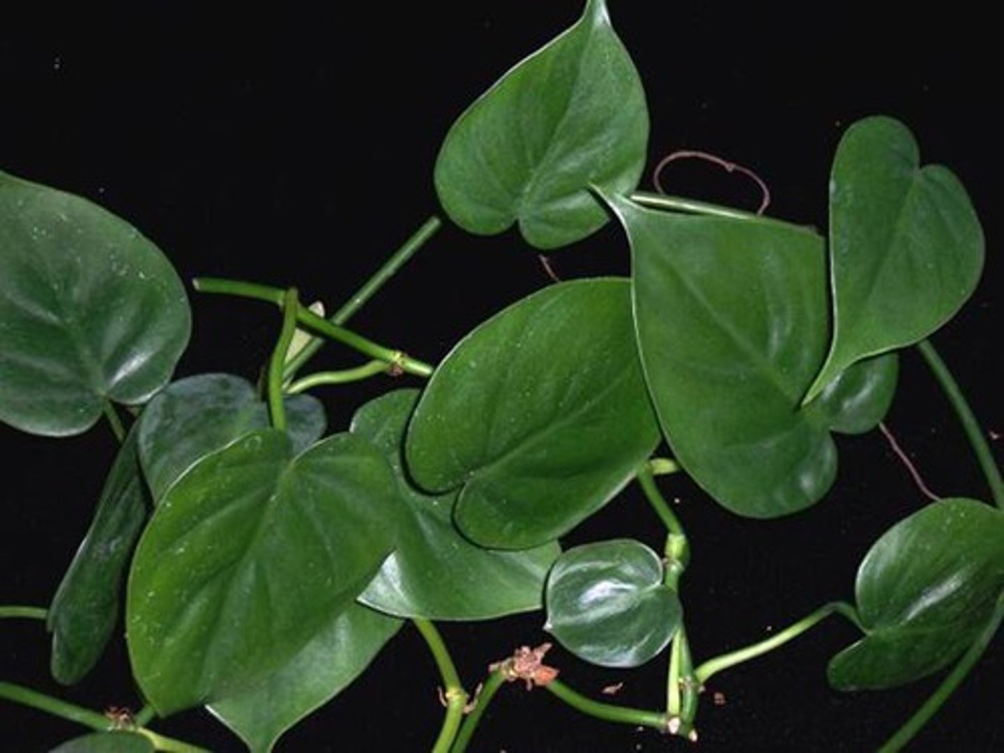 <p>Leaves heart shaped</p><p>Can be variegated or solid green leaves</p><p>Stem is very smooth, very round</p><p>Stipule is a small piece of tissue that is NOT fused to the stem, unlike pothos</p>