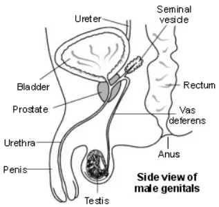 <ul><li><p>sperms produced at the testes travel through a duct called vas deference</p></li><li><p> the decertations from the seminal vesicles and the prostate gland are added to the sperms </p></li><li><p>these secretions make the movement of sperms smooth and easier</p></li><li><p>they provide nourishment to the sperms</p></li><li><p>together they are called semen</p></li><li><p>this semen passes out through this duct called urethra present inside the penis </p></li></ul><p></p>