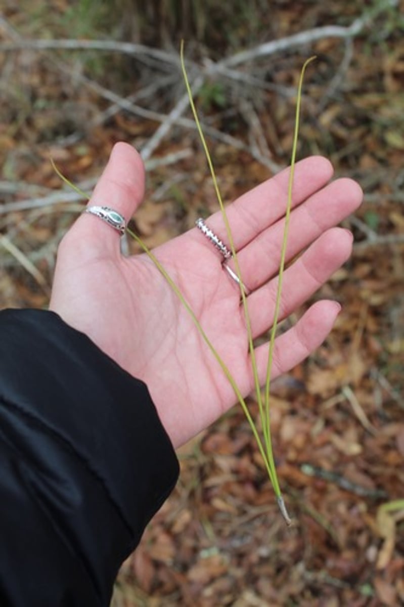 <p>is this from a slash or longleaf pine?</p>