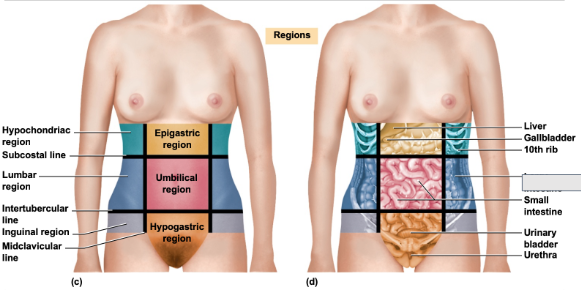 <p>What is in this abdominal region</p>