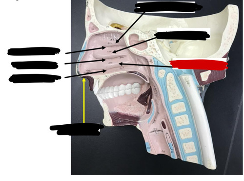 <p>Name this structure of the </p>
