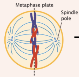 <p>chromosomes line up on metaphase plate</p>
