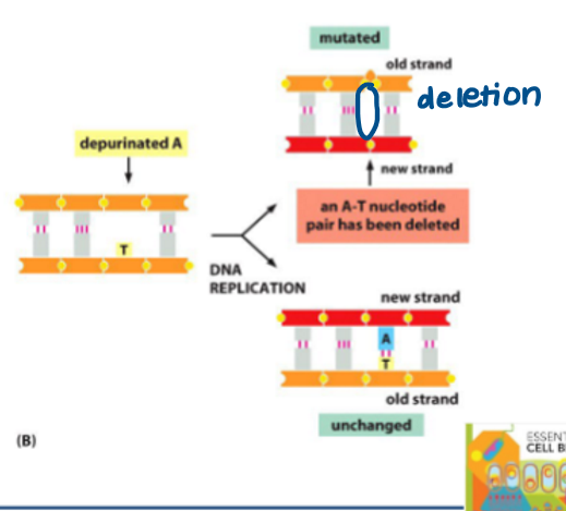 <p>Spontaneous breakdown of DNA where <strong>purine (A/G) </strong>detaches from sugar-phosphate backbone.</p><ul><li><p>One strand will remain unchanged (uses unchanged strand as template)</p></li><li><p>One strand will become mutated (uses depurinated strand as template) → <strong>deletion</strong></p></li></ul><p></p><p>BER (base excision repair) fails to repair damaged DNA</p>