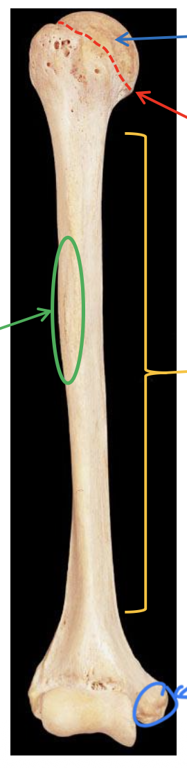 <p>Name the bone.</p>