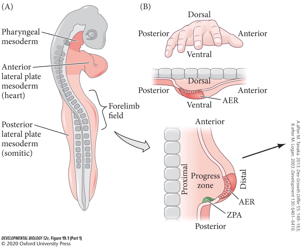 Dorsal = knuckles 

Ventral = palm