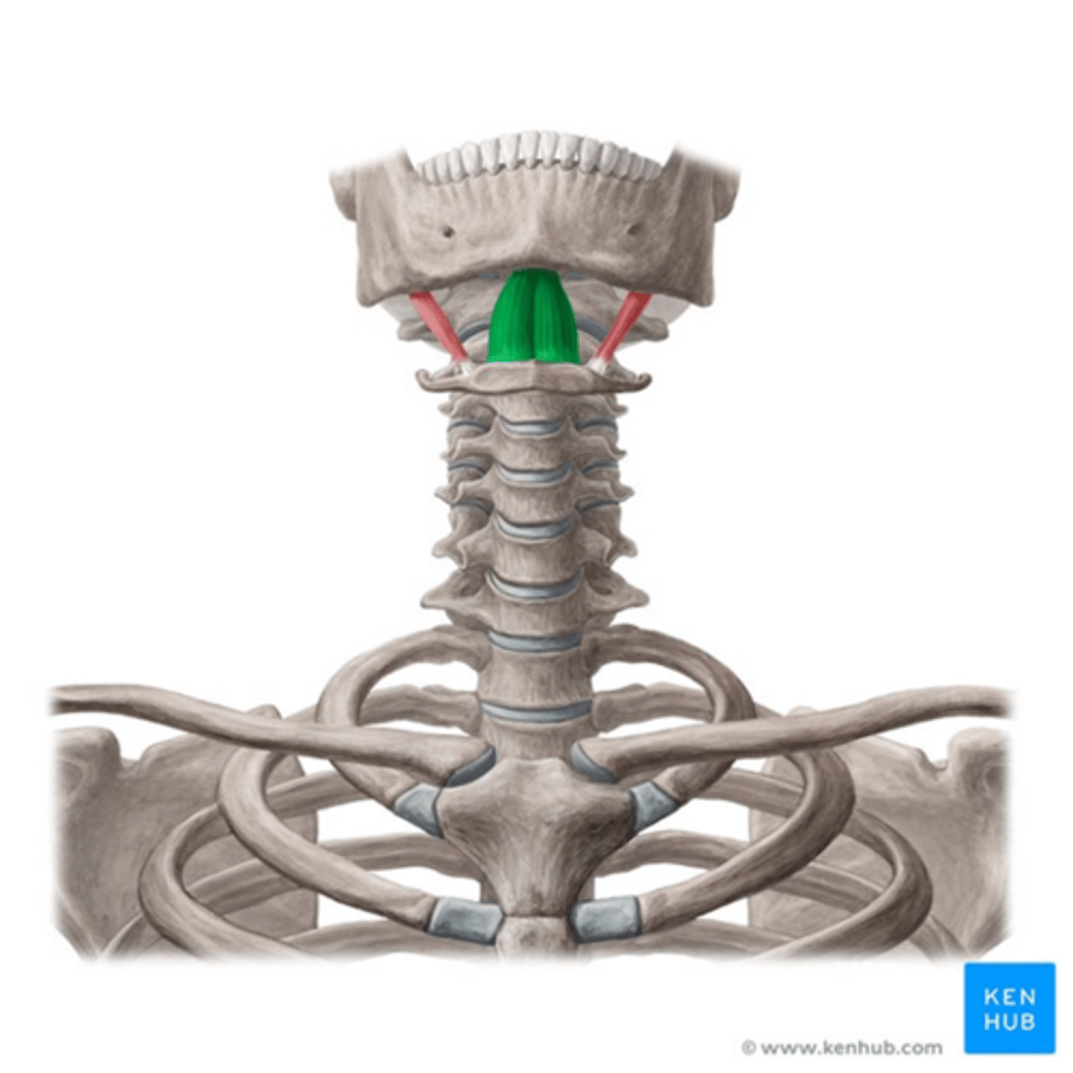 <p>•Origin</p><p>- Mental Spine of the Mandible</p><p>•Insertion</p><p>- Body of the hyoid</p><p>•Function</p><p>-Elevates the hyoid and pulls in anteriorly</p><p>•Innervation</p><p>•Hypoglossal</p>