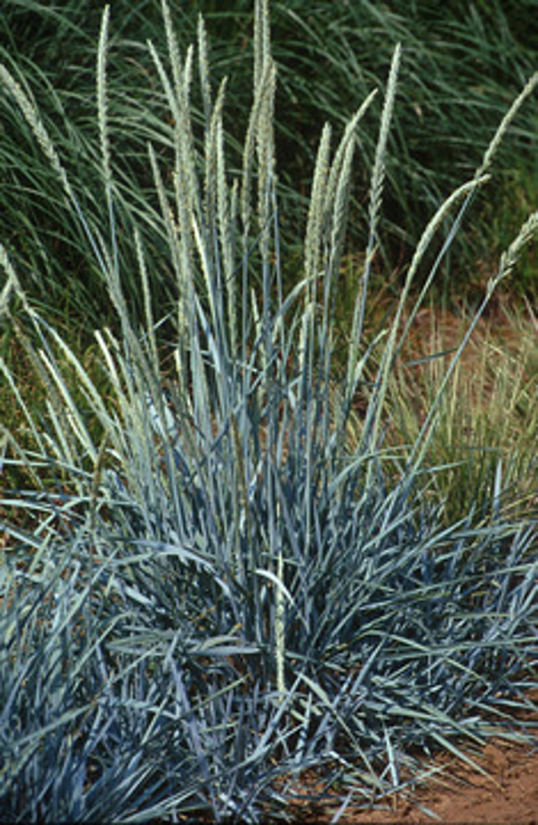<p>Blue Wild Rye</p>