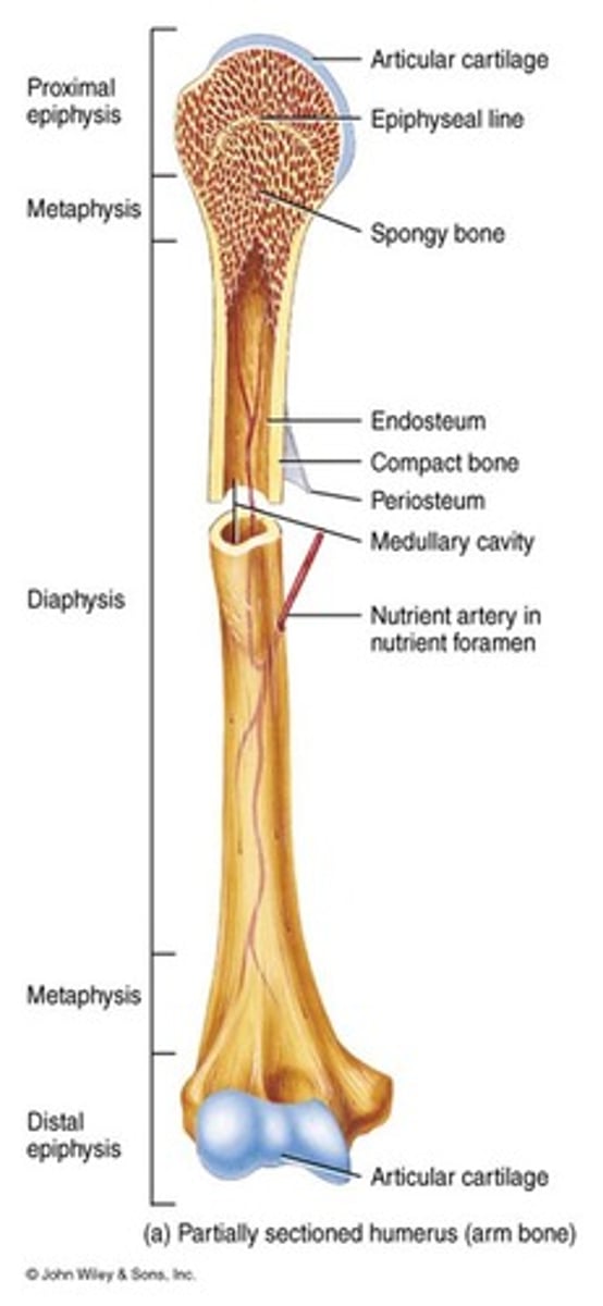 <p>The shaft of the bone, which contains a thick layer of compact bone and a hollow medullary cavity.</p>