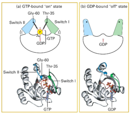 <p>In the GTP-bound (active) form, the Switch I ( Thr-35 containing) and Switch II (Gly-60) regions of the protein interact with the gamma phosphate group, causing the protein to close. In the GDP-bound state, there is no gamma phosphate interaction, and the protein is open (inactive). </p>
<p>THESE STRUCTURAL CHANGES ALTER THE PROTEIN'S AFFINITY FOR BINDING PARTNERS</p>