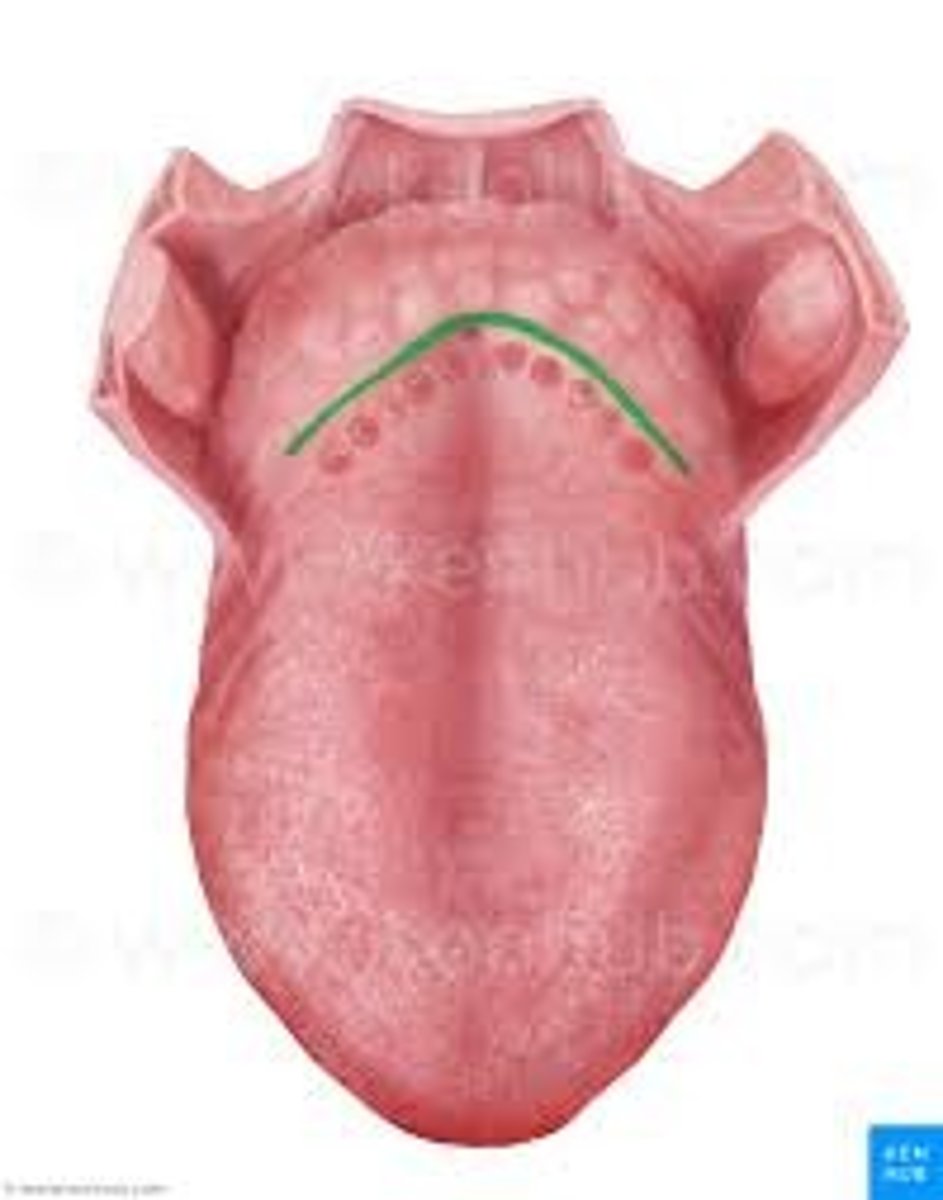 <p>V shaped shallow groove separating anterior 2/3 of body from posterior 1/3 of base</p>