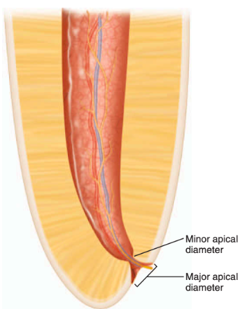 <p><strong><span>aka:</span></strong><span> major foramen, major diameter, or major apical diameter</span></p><p><span>does </span><span style="color: red;"><span>not</span></span><span> normally exit at the anatomic apex but rather is </span><span style="color: red;"><span>offset 0.5-3mm</span></span></p><p><span>the </span><span style="color: red;"><span>“circumference or rounded edge”</span></span><span> that differentiates the termination of the cemental canal from the exterior surface of the root”</span></p>