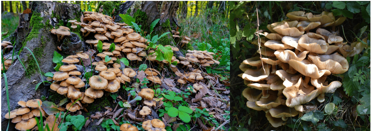 <p>Armillaria mellea</p>