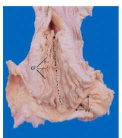 <p>what species cervix is this</p>