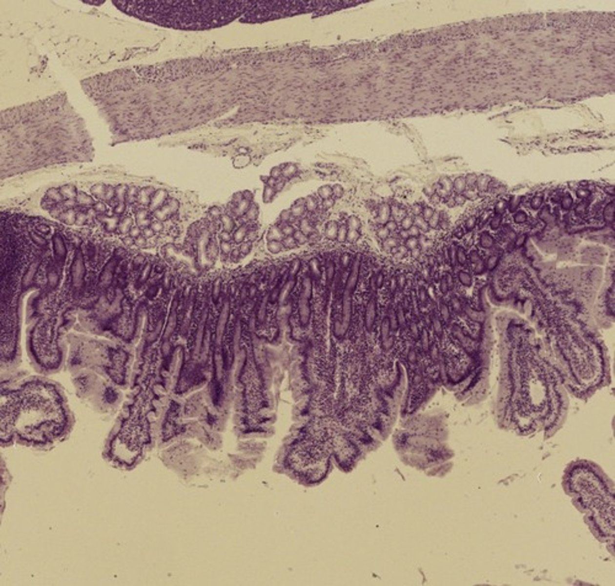 <p>Name the Organ</p>