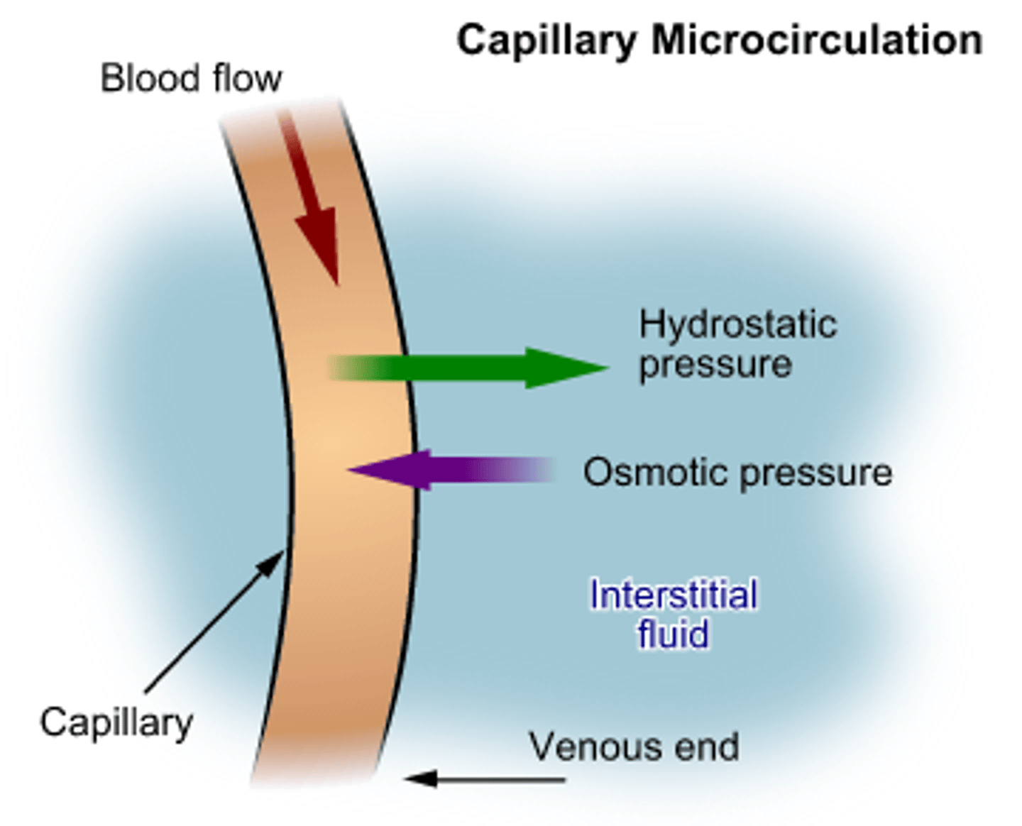 <p>the external pressure that must be applied to stop osmosis</p>