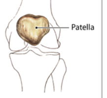 What are sesamoid bones?