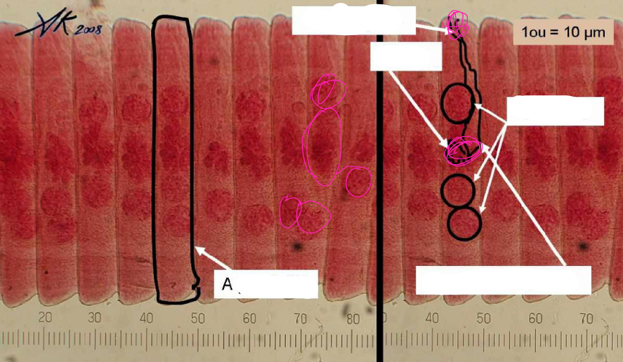 <p>what specie, parts</p>