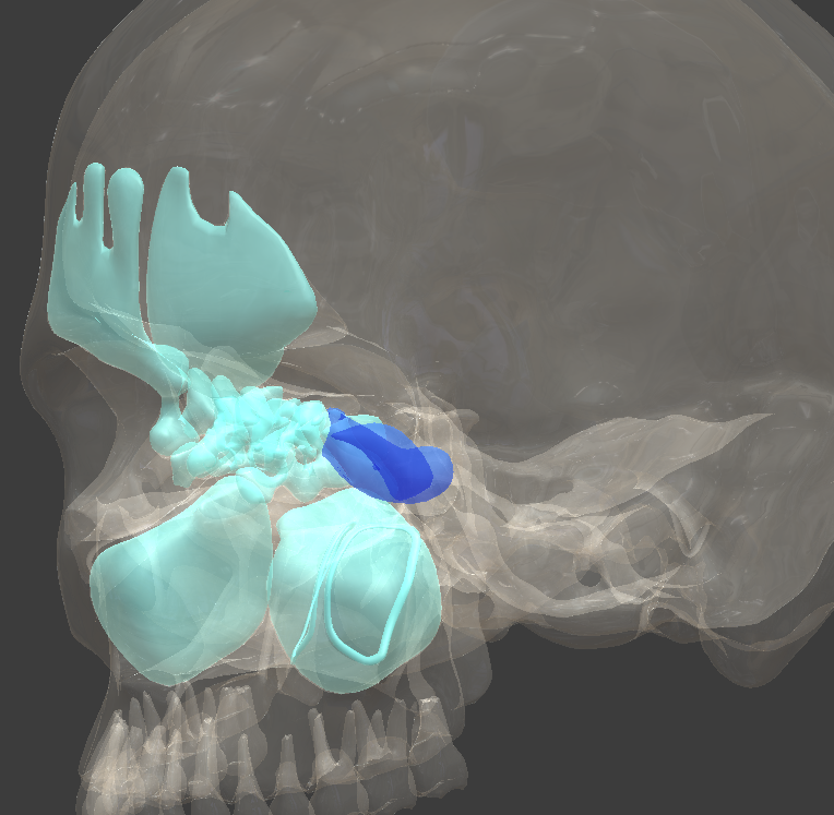 <p>What is the highlighted structure?</p>