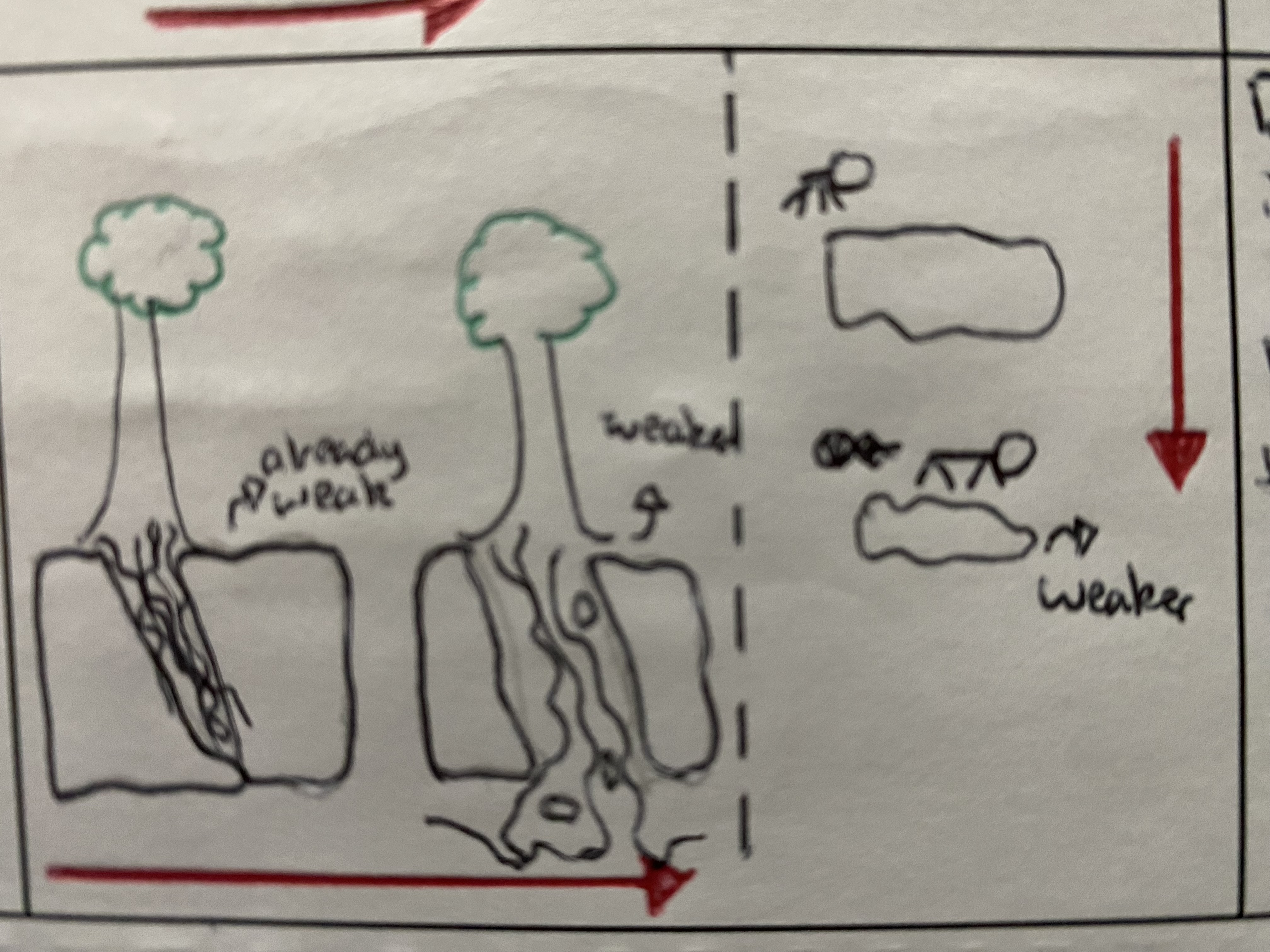 <p>is where vegetation roots grow into cracks in the rock. this then prises the crack to open. this can also happen with animals that burrow into rock (e.g. rabbit). Both of these weaken the rock</p>