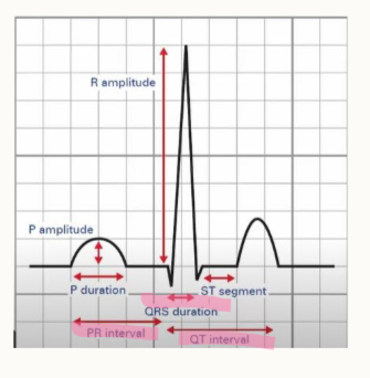 <ul><li><p>distance b/w two R waves on an ECG</p></li><li><p>represents the interval b/w heartbeats and regularity of rhythm</p></li><li><p>used to calculate heart rate</p></li></ul><p></p>