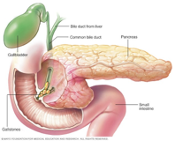 <p>Pancreas</p>