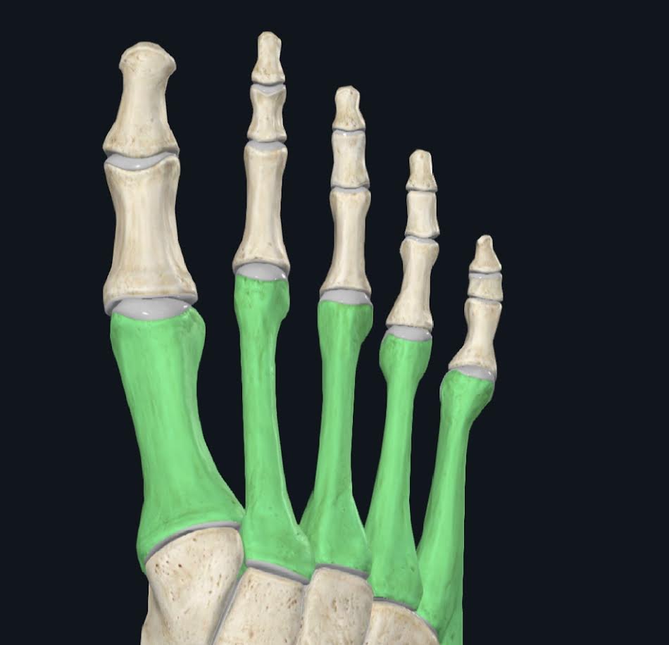 <p>Esta conformado por 5 metartarsianos que se relacionan hacia atrás con el tarso anterior y en dirección anterior con los dedos del pie</p>