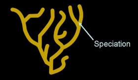 <p>Slow accumulation of differences which causes different species</p>