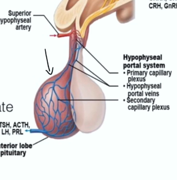 <ul><li><p>Hypophyseal Portal System. A series of capillary’s that carry inhibiting and releasing hormones.</p></li><li><p>Primary capilary plexus → hypophyseal portal veins → Secondary capillary plexus</p></li></ul><p></p>
