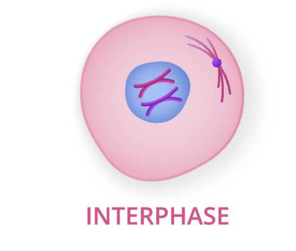 <p>series of changes a cell goes through</p>