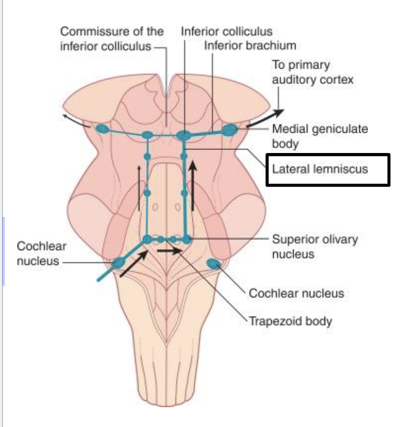 <p>what is the function of the lateral lemniscus?</p>