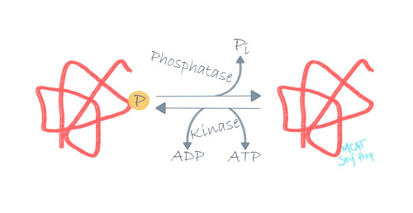 <p>A Kinase is a Transferase Enzyme, because it transfers a Phosphate group from a donor molecule (oftentimes ATP) to a cellular target (like another enzyme).</p>