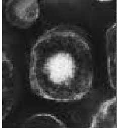 <p>what is this viruses shape/envelope status</p>