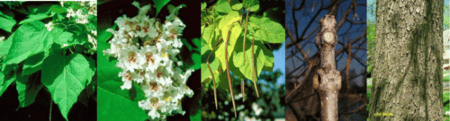 <p>Leaves: whorled (only tree in the Midwest with whorled arrangement), cordate leaf shape up to 12” long, margins are entire; densely pubescent beneath. Petiole up to 6 in. long. </p><p>Twigs: stout, round w/ crater-like leaf scars. Buds: not obvious. </p><p>Fruit: capsule green turning brown 8-20" long, ½” in diameter (like long green bean), persist into winter. </p><p>Bark: reddish brown, thick with thick scales. </p><p>Form/Silvics: broad upright growth habit, 40-60” tall, 24” dbh. Moisture-loving species found on alluvial floodplains to the base of bluffs. Shade intolerant w/ large, spectacular white flower clusters in midsummer. </p><p>Looks like: southern ____________ - royal paulownia - dragon tree - tungoil tree</p>