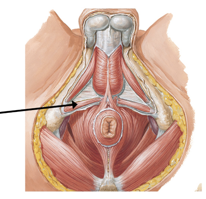 <p><span>A significant injury to this muscle would hinder its ability to:</span></p>