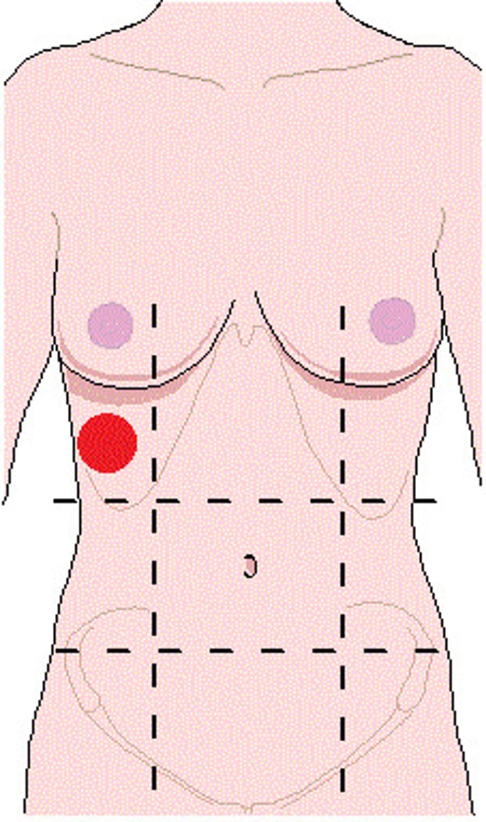 <p>located in the upper-right section of the abdomen, beneath the cartilage of the lower ribs</p>
