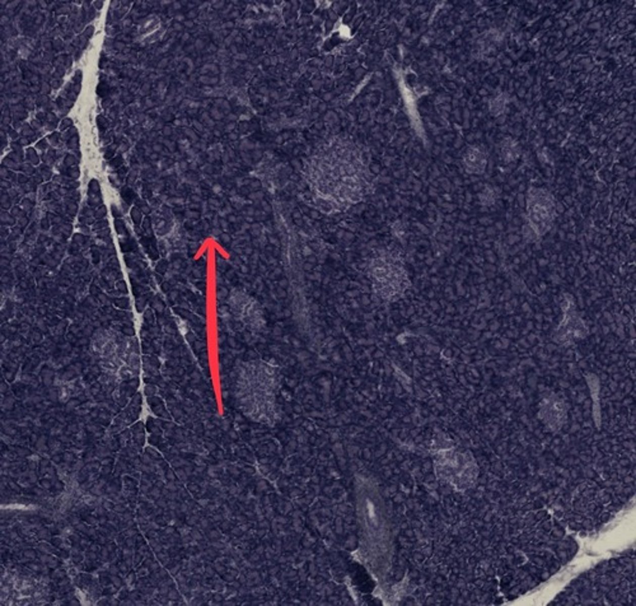 <p>Name the structure/tissue</p>