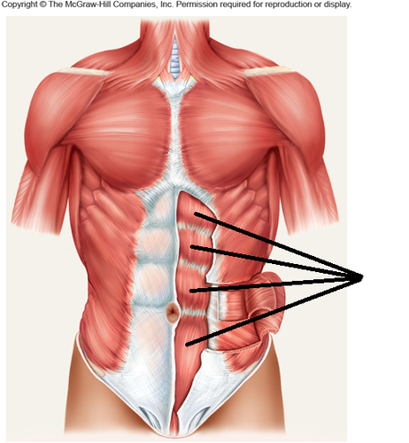 Rectus abdominis
Origin:
Insertion:
Action: