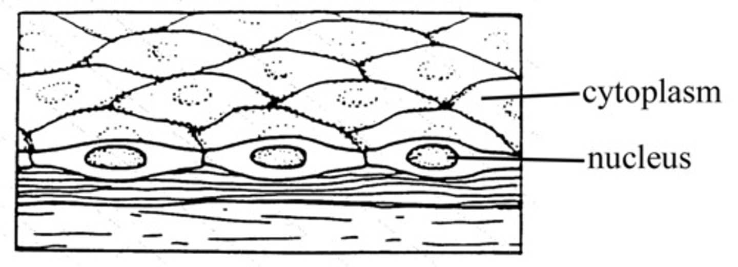 <p>lungs, capillaries</p>