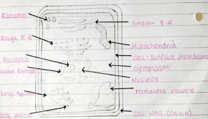 knowt flashcard image