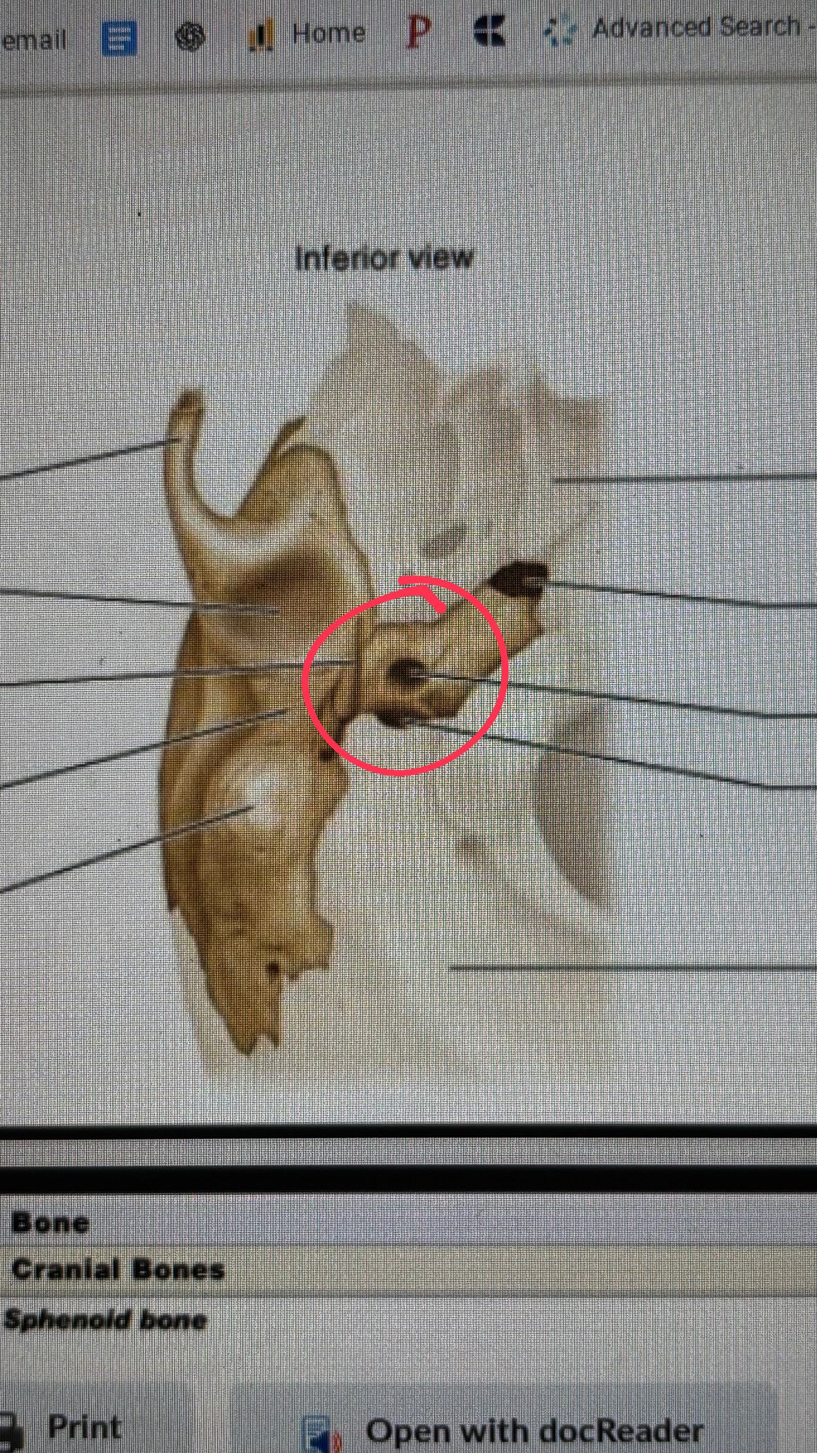 <p>smaller whole next to the neck holes on the bottom of the skull</p>