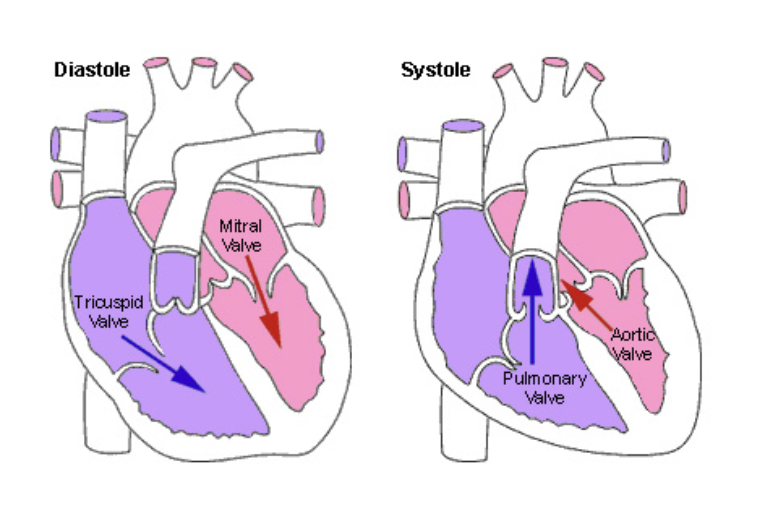 <p>Are closed during relaxation and are forced open when the ventricles contract</p>