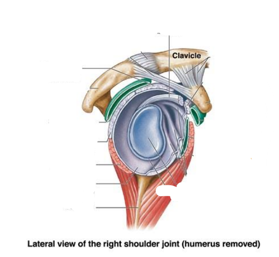 <p>What is the Later view of the right should joint (humerus removed) components</p>