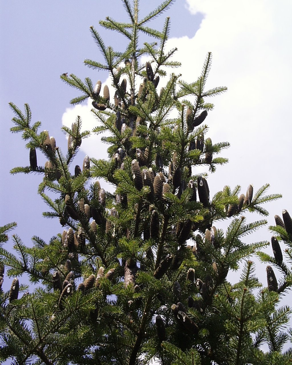 <p><span>And when David inquired of the Lord, he said, “You shall not go up; go around to their rear, and come against them opposite the </span><strong>(trees)</strong><span>. - </span>2 Samuel 5:23</p>