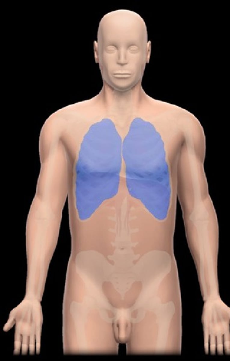 <p>Location:</p><p>Thorax</p><p>Description:</p><p>Bilateral subdivision of thoracic cavity (separated by mediastinum)</p><p>Contain lungs and plurae</p><p>Lined by parietal pleura</p>