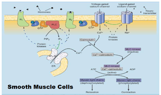 <ul><li><p>Stuff on top shows activation of receptor and CA release</p></li><li><p>Cal. binds to MLC kinase, when unbound its inactive when bound to Ca2+ will become active will form Myosin light chains </p></li></ul><p></p>