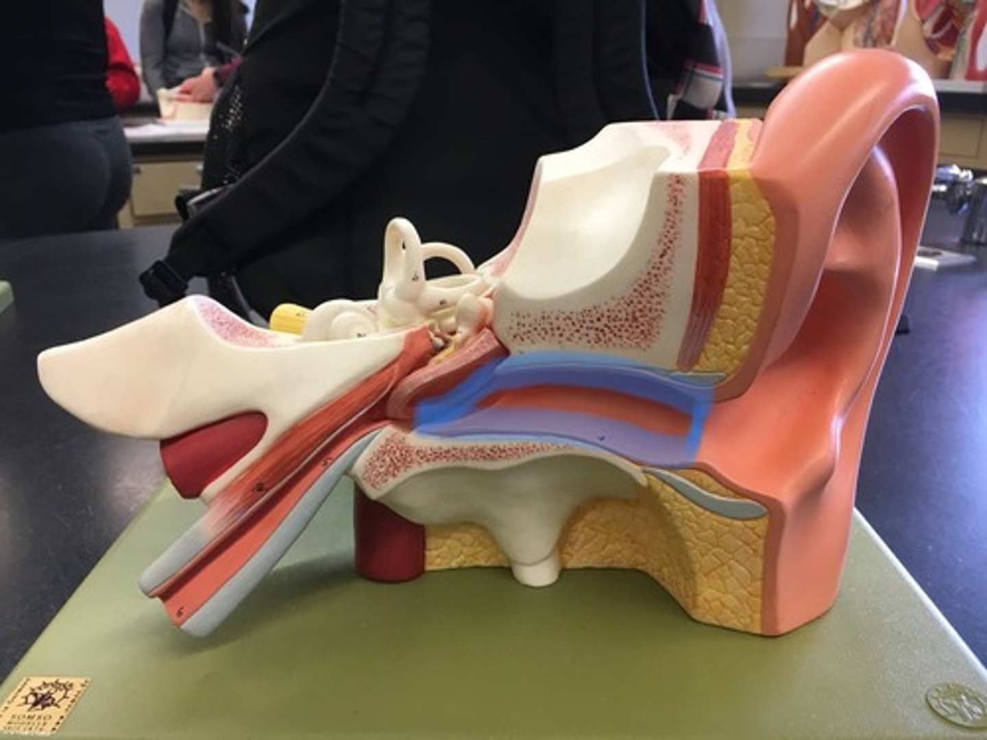 <p>A tube running from the outer ear to the middle ear. "Ear canal" It leads to the tympanic membrane.</p>