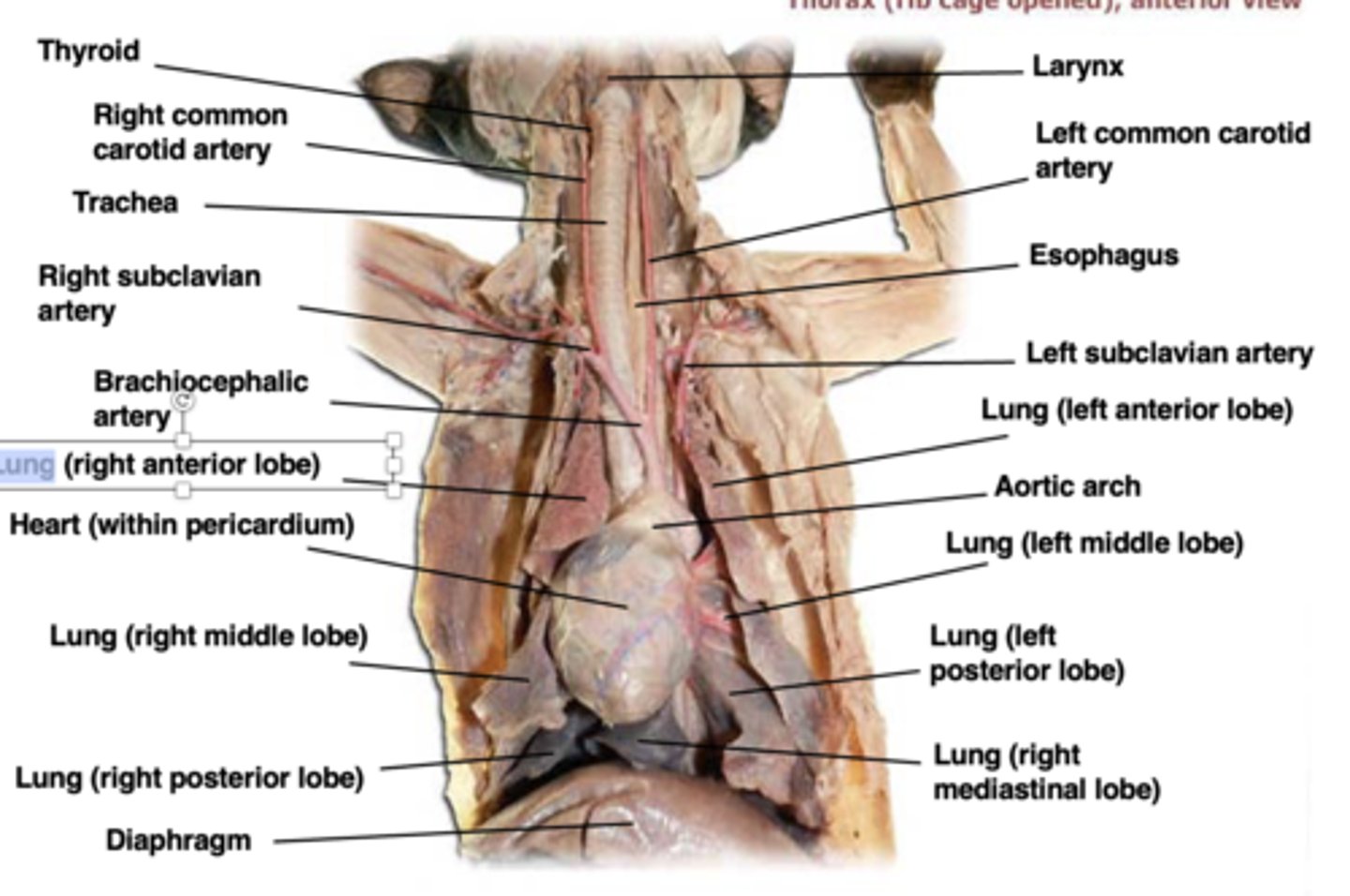 <p>4 lobes: anterior, middle, posterior, and mediastinal</p><p>** know diaphragm as well</p>